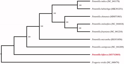 Figure 1. Phylogenetic relationships of Potentilla species using whole chloroplast genome. GenBank accession numbers: Potentilla bifurca (MT712015), Potentilla centigrana (NC_041209), Potentilla chinensis (MN871983), Potentilla freyniana (NC_041210), Potentilla hebiichigo (MK301251), Potentilla indica (NC_041178), Potentilla micrantha (HG931056), Potentilla stolonifera (NC_044418), Fragaria viridis (NC_048474).