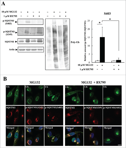 Figure 4. Colocalization of SQSTM1 with ubiquitinated inclusions is not affected by inhibition of SQSTM1 (S403)-phosphorylation. (A) HeLa cells were treated with a BX795 TBK1 inhibitor (1 μM) and MG132 (10 μM) for 12 h. Cell lysates were analyzed by immunoblot analysis. Band intensities were measured, and phosphorylated-SQSTM1 values were normalized to total SQSTM1. The data are reported as means ± SD (n = 4). Statistical analyses were performed using one-way ANOVA, followed by the Tukey post-hoc test. *P < 0.01. (B) Colocalization of SQSTM1 with ubiquitinated inclusions were immunocytochemically assessed in cells treated with MG132 alone (left) or MG132 and BX795 (right). Cell nuclei counterstained blue with DAPI. Scale bar: 10 μm.