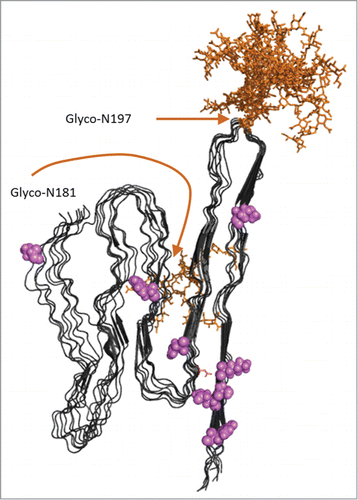 FIGURE 5. Model of APrP fibrillar structure displayed as 8 in register parallel beta-sheet conformations as suggested by Groveman et al 2014 based on hamster PrP 90–231.Citation41 Glycosylations (complex glycans) were added in silico using GlyProt.Citation54 Both N197 and N181 were distinguished as putative glycosylation sites by GlyProt. However, N181 was only accessible for glycosylations for one PrP chain at the end of the “elongating fibril” as shown in the back side of the model. N197 was accessible for glycosylation in all 8 PrP chains. Glycans are indicated in orange. Amino acid positions unique for PoPrP relative to HuPrP and BoPrP (Fig. 2b) are indicated in pink.