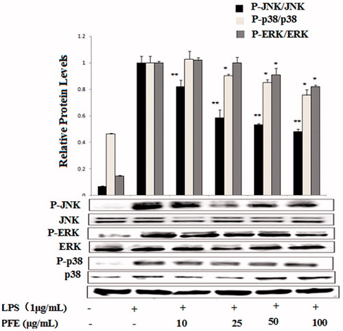 Figure 6. Effects of PFE on phosphorylation of MAPKs activity in LPS-stimulated RAW 264.7 cells. The cells were pretreated with the different concentrations of PFE for 1 h and then exposed to LPS for 30 min. Total cellular proteins of cells were harvested for measurements of total or phosphorylated ERK1/2, JNK, and p38 by Western blotting. Data show mean ± SEM values of three independent experiments. *p < 0.05 and **p < 0.01 indicate significant differences from LPS-stimulation value.