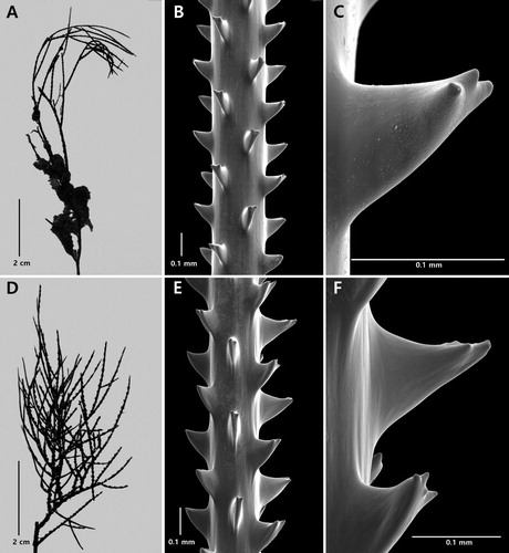 Figure 3. Type specimens of Antipathes elegans Thomson & Simpson, Citation1905 (A–C) and Antipathes gallensis Thomson & Simpson, Citation1905 (D–F): A, corallum (NHMUK 1908.2.18.2); B, section of branchlet; C, single spine; D, corallum (NHMUK 1908.2.18.21); E, section of branchlet; F, single spine (B and C from schizoholotype, USNM 100390/SEM stub 165; E and F from schizoholotype, USNM 100385/SEM stub 166).