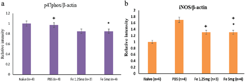 Figure 12. Western blot results representing the expression of (a) iNOS, (b) p47phox in paw skin.