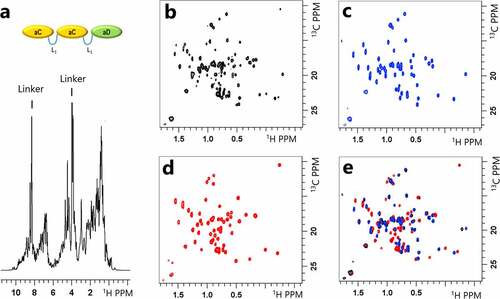 Figure 2. (a) TheCitation1H NMR spectrum of the aC-L1-aC-L1-aD multivalent protein (MV-VHH). Peaks from different regions of the folded protein (sidechain methyls from 0 to 2 ppm, and backbone amide from 6 to 10 ppm), backbone amides of the flexible linker (sharp peaks at 8.5 ppm), excipients, water, and buffer can be detected and differentiated. (b-e): 2D 13C sfHMQC spectra of (b) MV-VHH, (c) aC VHH monomer, (d) aD VHH monomer and (e) an overlay of each monomer spectrum on top of the MV-VHH spectrum. The nearly identical spectra for aC and aD VHHs as monomers and linked multimers suggest that the aC and aD domains are non-interacting ‘beads on a string’ in the MV-VHH format.(Figure 2) – NMR spectra of individual domains of multivalent VHH protein overlaid on top of MV-VHH spectrum to show no interaction between the domains in solution.