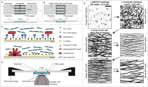 Figure 7. Functionalized glass flow-cell combined with TIRF microscopy. Flow cell schematic with (A) isotropic actin solution and radial microtubule arrays and (B) random microtubule arrays and aligned actin bundles. (C) Surface functionalization steps for actin bundle (top) and microtubules array (bottom) experiments. (D) Schematic of flow-cell combined with TIRF microscopy. (E) TIRF images displaying MT seeds (1) followed by actin filaments (2) and a MC solution (methylcellulose) to align and bundle actin filaments (3) and finally a fascin solution to exchange MC with fascin (4). Reproduced from ref. Citation90 with permission. © 2014 Elsevier Publishing Group.