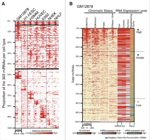 Figure 1. Classification and characterization of enhancer-associated miRNAs. (A) Classification of enhancer-associated miRNAs based on H3K27ac enrichment of miRNA loci across 7 cell lines. miRNAs are organized by the different cell types, starting with the H3K27ac-enriched among all 7 cell types at the top and proceeding down to specifically enriched in one cell type. Each column represents a different cell type and each row shows relative H3K27ac enrichment at one miRNA genomic locus, with signal around ±5 kb region plotted. (B) Relationship between miRNA expression, enhancer activity and transcription of neighboring genes in GM12878 (UCSC). miRNAs are ranked from high to low based on H3K27ac density. The left 4 columns depict the patterns of enhancer markers within ±5 kb of miRNA loci. The right 4 columns are the transcription level of miRNAs in different cellular compartments and the neighboring genes. Correlation coefficiency between H3K27ac and others are shown in Fig. S1E. Color bars at the bottom indicate the range for each depth-normalized data set. See also Fig. S1.