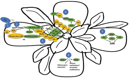 Figure 2. Local and systemic response to P. syringae pv. Tomato (Pst) infection in A. thaliana. Plant immune response requires the convergence and interaction of both localized pathogen response pathways as well as initiation of enhanced pathogen resistance in non-infected systemic tissues. The process begins with 1) the primary infection by Pst, which then triggers 2) PTI through perception of MAMP (PAMP) by PRRs and the activation of MAPKs and production of NO, ROS, and callose deposition. Additionally, certain pathogens including Pst activate ETI response by producing effector proteins that bind to NB-LRR containing R proteins in the plant. This often, but not always, triggers HR response in the locally infected plant tissue. 3) Putative SAR signals including DIR1, G3P, DA, AzA, and MeSA are produced in the infected tissue and transported to systemic tissues. DIR1, a novel type of lipid transfer protein, acts as a long-distance chaperone for G3P, DA, and AzA and can interact with itself as well as AZI in the process. These SAR signals lead to 4) the accumulation of SA in non-infected tissue via FMO1 and PAD4. Additionally, PiP is induced by ALD1, which amplifies its own synthesis as well as activates SA synthesis. This SA amplification loop leads to 5) NPR1 activation, a key regulator in SAR signaling. Direct binding of SA to NPR1 adapter proteins leads to transcriptional activation of a family of PR genes. PR gene expression is upregulated within 24–48 h in systemic tissues after primary infection. SAR response in non-infected tissue leads to 6) Defense priming, which enables the plant to maintain a state of vigilance to pathogen attack, and react faster and with greater effectiveness. Priming of non-infected, systemic tissue requires MPK3 and MPK6 and leads to defense gene expression as well as heritable effects due to histone methylation and modifications of chromatin. Please note leaves 4 to 6 represent systemic tissues and the depicted processes can occur in any of them, therefore no arrows were used.