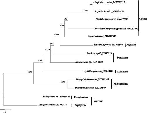 Figure 1. Phylogenetic relationships among subfamilies of the Braconidae inferred from nucleotides of 13 PCGs using Bayesian and maximum-likelihood (ML) methods (GenBank accession numbers provided). The Bayesian posterior probabilities (PP) and bootstrap support (BS) are marked besides the nodes.