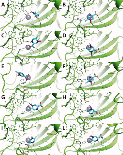 Figure 1. Predicted binding mode of acipimox against the crystallographic structure of hCAs in which the Zn(II)-bound water molecule was considered explicitly during docking. A) hCA I; B) hCA II; C) hCA III; D) hCA IV; E) hCA VI; F) hCA VII; G) hCA IX; H) hCA XII; I) hCA XIII; L) hCA XIV. hCAs are shown as green cartoon, residues within 5 Å from acipimox are shown as green lines. Acipimox is shown as cyan sticks, the catalytic Zn(II) ion as a grey sphere, and the Zn(II)-coordinated water molecule as a small red sphere. Polar interactions are highlighted by black dashed lines.