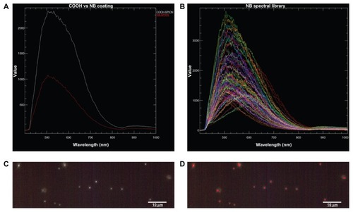 Figure 4 (A) Mean spectral responses of nanobarcoded superparamagnetic iron oxide nanoparticles (NB-SPIONs) (red trace) and carboxylated (COOH) SPIONs (white trace). (B) NB spectral library that was used to map pixels in the hyperspectral microscopy image of NB-SPIONs (C), pseudo-color red (D), indicating the presence of NB on the SPION surface.Note: Scale bars are 10 μm. Images provided by CytoViva, Inc, Auburn, AL (http://www.cytoviva.com).