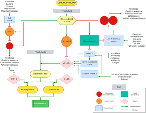 Figure 1 Simplified anti-inflammatory pathways of glucocorticoids.