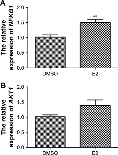 Figure 2 Related NFKB1 (A) and AKT1 (B) expression levels in U2OS osteosarcoma cells treated with E2.