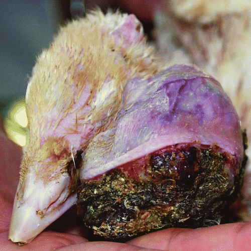 Figure 1.  The large excrescence in front of the left eyeball in a turkey poult.