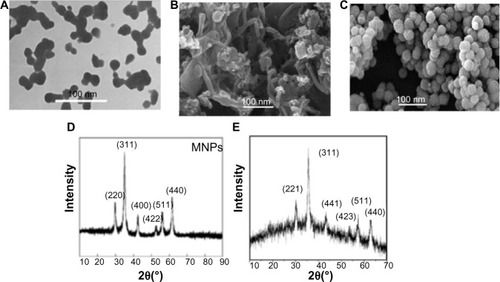 Figure 1 (A–E) SEM and XRD figures of MNPs and FA-MNPs. (A and D) SEM and XRD of unmodified MNPs; (B and E) SEM and XRD of lecithin-modified MNPs; (C) SEM of FA attached to lecithin-modified MNPs. Nanoscale =100 nm.Abbreviations: SEM, scanning electron microscopy; XRD, X-ray diffraction; FA, folic acid; MNPs, magnetic nanoparticles.