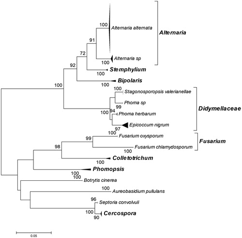 Figure 1. Neighbour-joining phylogenetic tree constructed from ITS sequences of the 139 endophytic fungal isolates collected in the present study and ITS sequences of characterized fungal strains retrieved from the GenBank database after BLAST search. Bootstrap values greater than 70% confidence are shown at the branching points (percentage of 1000 resamplings). All phylogroups are presented as subtree triangles. The subtrees were designated according to the taxonomic affiliation of the GenBank retrieved ITS sequence of each characterized fungal strain allocated in the subtree. Information and accession numbers of the GenBank retrieved ITS sequences involved in the subtree triangles of the phylogenetic tree are provided in Supplement S1b. The phylogenetic affiliation of each of the studied endophytic fungal isolates to the designated subtree and respective taxonomic group is provided in Supplement S1a.