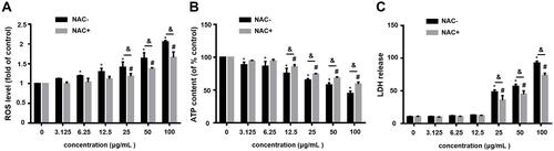 Figure 6 NAC pretreatment alleviates CeO2 NPs-induced cytotoxicity. (A) Intracellular ROS levels were measured after a 12-h CeO2 NPs treatment with and without 1-h pretreatment of 10 mM NAC. (B and C) ATP content and LDH release were evaluated after a 24-h CeO2 NPs treatment with and without 1-h pretreatment of 10 mM NAC. The data points represent the mean ± SD from at least three independent experiments. *,#p < 0.05 compared to the vehicle control without or with NAC pretreatment, respectively. &p < 0.05 between the treatments with and without NAC pretreatment at the same concentration of CeO2 NPs.