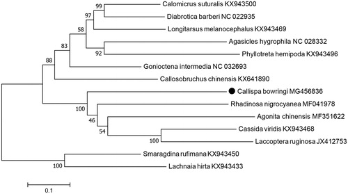 Figure 1. Maximum-likelihood tree of evolutionary relationships C. bowringi and 13 other Chrysomelidae species based on mitochondrial PCGs catenated dataset.