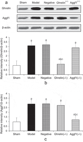 Figure 4. Comparison of Ghrelin and Aggf1 protein expression levels of rat brains in five groups (a showed Western blotting, b displayed Ghrelin protein expression levels, and c indicated Aggf1 protein expression levels. The comparison with sham group demonstrated P < 0.05, the comparison with model group revealed bP < 0.05, and the comparison with negative group suggested cP < 0.05).