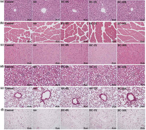 Figure 6. Effect of EC exposure on the histology of different tissues: liver (a); skeletal muscle (b); heart (c); kidney (d); lungs (e) and OFP (f).Specimens were photographed by light microscopy. H&E stain, magnification: ×200 (a-e) and ×100. OFP: Ovarian fat pad.