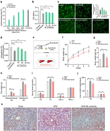 Figure 3. Blautia producta ameliorates HFD-induce hyperlipidemia. The in vitro lipid-lowering effect of Bl. producta conditioned culture medium was evaluated by oil red O (a and b) and BODIPY staining, scale bars, 200 μm (c), and intracellular TG quantification (d), with Fenobirate (10 μM) as a positive control. (e) Schematic of animal experiment showing the assessment of anti-hyperlipidemic effect of Bl. producta in HFD mice. (f) Bodyweight curve. (g) Body weight gain. (h) Weight measurement of retropertoneal fat and epididymal fat. (i) Serum lipid levels of TG, TC, LDL-c and HDL-c. (j) Lipid contents of TG and TC in liver tissue. (k) Oil red O staining of liver tissue, scale bars, 100 μm. n = 8 for each group. *P < .05, **P < .01, ***P < .001.