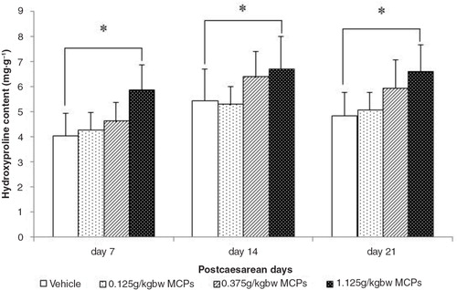 Fig. 2 Hydroxyproline levels in the skin wound tissue from vehicle and MCP-treated rats at days 7, 14 and 21. Values are presented as mean±SD, n=8 for each group. *Significant difference at P<0.05.