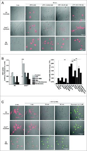 Figure 7. Mechanisms of eATP-induced LP formation and cell death differ between myoblasts and macrophages (MØs). (A) Images of EtBr fluorescence in Wt and Dmdmdx myoblasts and Wt MØs following 30 min exposure to 3 mM eATP with or without preincubation with the autophagy inhibitor 3-methyladenine (3-MA, 5 mM), the HSP90 inhibitor GA (75 nM) or the HSPA2 inhibitor KNK437 (100 nM). (B) EtBr uptake in Wt and Dmdmdx myoblasts following 30 min exposure to 3 mM eATP with and without 30 min preincubation with autophagy inhibitors 5 mM 3-MA, or 0.2 μM wortmannin (left panel), or following preincubation with HSPA2 inhibitors, KNK437 and VER155008, HSP90 inhibitors, geldanamycin (GA) and 17-DMAG, or the P2RX7 LP-specific antagonist A438079. Mean +/- SE, n = 3, P < 0 .05* and 0.001**. (C) Time-lapse live cell confocal microscopy-based visualization of mitochondrial membrane potential (red) and CASP3-CASP7 activity (green) in wild-type (Wt) and dystrophic (Dmdmdx) myoblasts and wild-type macrophages (MØs) exposed to 3 mM ATP for the indicated time. One μM Staurosporine treatment represents positive control for apoptosis. eATP induced cumulative increases in CASP3-CASP7 activity in MØs but not in myoblasts.