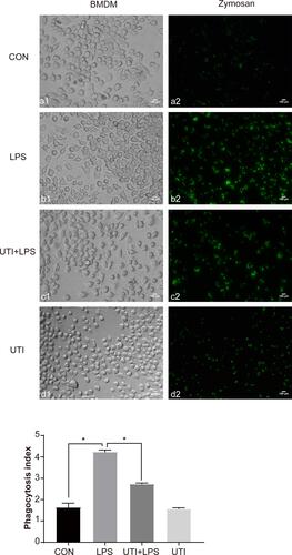 Figure 2 UTI markedly decreased the phagocytosis of BMDM caused by LPS. As the phagocytosis assay kitshowed, the phagocytosis of BMDM was significantly increased in LPS-treated BMDM when compared with the control and UTI groups; it was markedly decreased in the UTI+LPS group. *p<0.05.