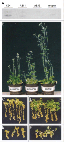 Figure 2. Phenotypic analysis of AtDBP1 antisense plants. (A) Western blot of antisense plants with anti-AtDBP1. C24—wild-type plant, AS#1 and AS#2–2 independent AtDBP1 antisense lines, rec ptn—bacteria-expressed AtDBP1, (B) 8 week-old plants presenting loss of apical dominance phenotype of the AtDBP1 antisense plants, (C–F) effect of 2,4-D on 3 DAG plants grown of the hormone for 30 (C and D) or 45 (E and F) days. (C and D) plants grown on 1 μM 2,4-D, (E and F) plants grown on 0.5 μM 2,4-D—(C and E) wild-type C24 plants, (D and F) AtDBP1 antisense plants.