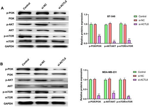 Figure 5 Silencing ACTL8 inhibited the activation of PI3K/AKT/mTOR signaling pathway in MDA-MB-231 and BT-549 cells. (A) The expression of p-PI3K, PI3K, p-AKT, AKT, p-mTOR and mTOR in transfected BT-549 cells was measured by Western blot. (B) The expression of p-PI3K, PI3K, p-AKT, AKT, p-mTOR and mTOR in transfected MDA-MB-231cells was measured by Western blot. **P < 0.01, vs Control and si-NC group.