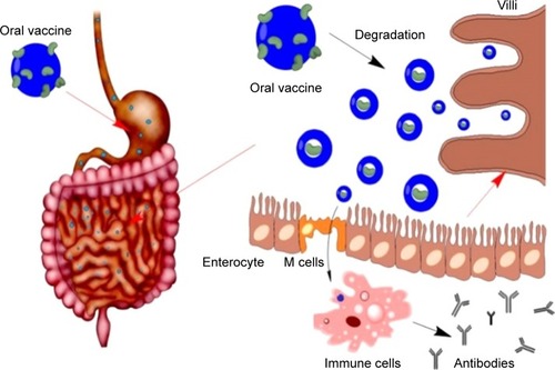 Figure 1 A representative strategy for small intestine-targeted oral vaccination with adjuvants.Notes: The oral vaccine based on acid-resistant adjuvants keeps integral in stomach. Partial adjuvants are degraded to small particles in the small intestine. The microparticles or nanoparticles, consisted of adjuvants and antigens, can be generated with partial degradation of the adjuvants. The antigens can be delivered to immune cells by M cells which locate besides the enterocytes.