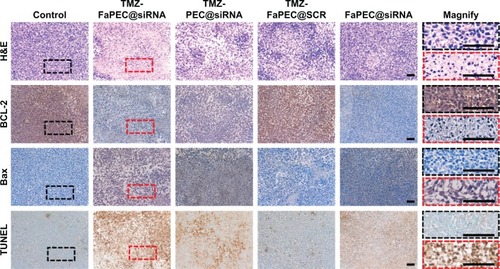 Figure 9 Ex vivo immunohistochemical and TUNEL analyses of C6 glioma sections from rats receiving different formulations (25 days after the first treatment).Notes: In the immunohistochemical assay, the brown and blue stains indicated BCL-2 or Bax protein and nuclei, respectively. In TUNEL analysis, brown and green stains indicated apoptotic and normal cells, respectively. Magnified images of the black and red rectangular areas in control and TMZ-FaPEC@siRNA groups are shown on the right side. Scale bars: 50 μm; magnification ×200.Abbreviations: H&E, hematoxylin and eosin; TMZ, temozolomide; TUNEL, terminal deoxynucleotidyl transferase dUTP nick end labeling.