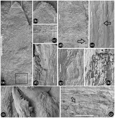 Figure 3. Leaves and their details. SEM. (a) Abaxial view of leaf tip marked as 10 in Figure 2(a), showing the entire leaf margin and parallel veins. Bar = 1 mm, (b) leaf tip with papillae, enlarged from the white rectangle region in Figure 3(a). Bar = 0.1 mm, (c) leaf texture transitional from regular (below the line) to chaotic (above the line), enlarged from the black rectangle in Figure 3(a). Bar = 0.2 mm, (d) an adaxial view of a leaf, showing longitudinal epidermal cells and entire leaf margin (arrow). Bar = 0.1 mm, (e) an abaxial view of the leaf in Figure 2(d), showing well-defined alternating vein and intervein (stomata, arrow) zones. Bar = 0.2 mm, (f) leaf (l) clasping and diverging from the stem (s) with horizontal wrinkles. Note the leaf texture changes from the horizontal to longitudinal from the bottom up. Bar = 0.2 mm, (g) detailed view of the stomata arrowed in Figure 3(e). Bar = 0.1 mm, (h) a leaf with elongate epidermal cells (upper-left) and mesophyll aerenchyma. Bar = 50 μm, (i) a leaf in its earliest developmental stage, fringed with dentate protrusions. Bar = 0. 1 mm, and (j) leaf probably damaged by insect (arrow). Bar = 0.5 mm.