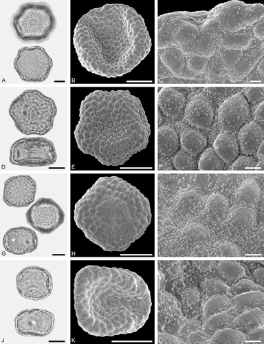 Figure 18. LM (A, D, G, J) and SEM (B, C, E, F, H, I, K, L) micrographs of dispersed fossil Ulmaceae pollen. A–L. Cedrelospermum sp., pollen with varying number of pori (A, D, G, J), close-ups of area around porus (C), distal polar area (I), and proximal polar area (L). Scale bars – 10 µm (A, B, D, E, G, H, J, K), 1 µm (C, F, I, L).