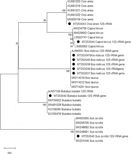 Figure 4. Phylogenetic analysis of mitochondrial 12S rRNA gene of Cattle (Bos indicus), Buffalo (Bubalus bubalis), Sheep (Ovis aries), Goat (Capra hircus) and Pig (Sus scrofa). The tree was inferred using Neighbor-Joining method with 1000 bootstrap replication. Sequences generated in this study are marked with black circle in the tree. The percentage of replicate trees in which the associated taxa clustered together in the bootstrap test is shown next to the branches. The tree is drawn to scale, with branch lengths in the same units as those of the evolutionary distances used to infer the phylogenetic tree. The evolutionary distances were computed using the Maximum Composite Likelihood method and are in the units of the number of base substitutions per site