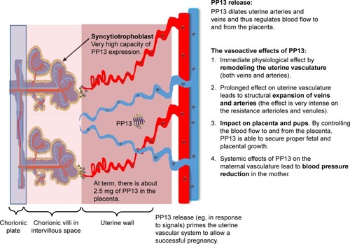 Figure 5 Integrated effect of PP13 on the vascular system. A schematic description integrating the impact of PP13 on the vascular system that shows how PP13 could influence the vascular system and prime it to be ready for its increased role in pregnancy.