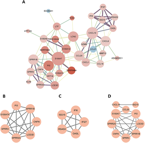 Figure 4 PPI network construction, MCODE cluster module analysis, and the identification of the key gene using cytoHubba. (A) This image displays a PPI network graph based on differential genes, consisting of 34 nodes and 117 edges. Each node corresponds to a protein, and each edge corresponds to an interaction. The color of the node reflects the Log2FC value, with red indicating gene up-regulation, blue indicating gene down-regulation, and the deeper the color indicating a larger Log2FC fold. The degree value is reflected in the size of the node; the larger the node, the greater the degree value. The thickness of the border line symbolizes the size of the interaction score, with a thicker border line representing a higher score. Additionally, this graph identifies two gene cluster modules using the (B and C). MCODE plugin; (B) This image displays gene cluster 1, which has a score of 5.667, 7 nodes, and 17 edges; (C) This image displays gene cluster 2, which has a score of 5.000, 5 nodes, and 10 edges; (D) This image displays the key genes identified by the MCC algorithm in the cytoHubba plugin.