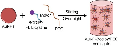 Figure 2 Schematic representation for synthesis of gold nanoparticles conjugated with BODIPY® and with BODIPY-PEG.Abbreviations: PEG, poly(ethylene glycol); AuNPs, gold nanoparticles.