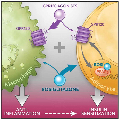 Figure 1. Schematic diagram of dual agonism of GPR120 and PPARγ to improve insulin resistance. Figure is generated by Richard Howdy from Visually Medical