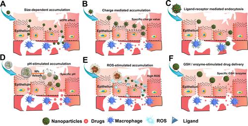 Figure 3 Schematic illustration of the scheme of inflammation-targeting in IBD. Through oral administration and rectal administration (I.V. administration are not depicted here), nanoparticles target the inflamed colon by mechanisms mediated by size (A), charge (B), ligand-receptor (C), pH (D), ROS (E), GSH and enzyme (F).