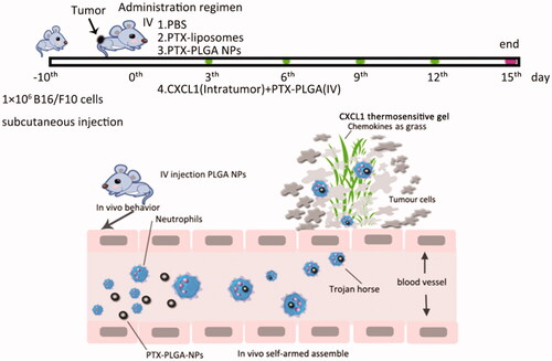 Scheme 1. Schematic illustration of neutrophils as “Trojan horses” participation in the delivery of therapeutical PLGA nanoparticles into a tumor based on the chemotactic effect.