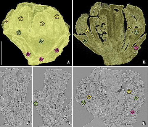 Figure 3. Kajanthus lusitanicus gen. et sp. nov. from the Early Cretaceous Chicalhão site, Juncal village, Portugal; holotype (P0093). SRXTM reconstructions. A. Transparent voltex rendering of flower showing remnants and scar from outer perianth parts (purple asterisk) surrounding the bulky stamens (yellow asterisk). B. Cut longitudinal voltex reconstructions (transparent renderings) through central part of flower showing two of the three free carpels in the centre, followed towards the outside of two stamens (yellow asterisk) with strongly protruding pollen sac, bulky perianth parts of inner perianth whorls (green asterisk) and outer parts (purple asterisk) and shape of inner perianth parts (green asterisk). C, D. Orthoslices in longitudinal section through two carpels showing the curved ovules and the flattened apex of the carpels. E. Orthoslices in longitudinal section through central part of flower showing carpels, stamens and perianth parts (see text to Figure 3B). Scale bar – 250 µm.