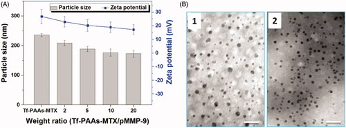 Figure 2. (A) The zeta potentials and particle sizes of Tf-PAAs-MTX/pMMP-9 complexes with different weight ratios (n = 5). (B) TEM images of Tf-PAAs-MTX and Tf-PAAs-MTX/pMMP-9 (w/w = 20).