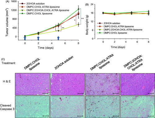 Figure 6. In vivo antitumor study. (A) Tumor growth and (B) body weight changes were monitored in a B16–F10 syngeneic mouse tumor model after treatment with free 2OHOA, ATRA-incorporated conventional liposomes, ATRA-incorporated/2OHOA-inserted liposomes, or empty conventional liposomes. Upward arrows indicate treatment time points. Data are presented as means ± SEM (n = 6–7; *p < .05, **p < .005). (C) Representative immunohistochemical images of syngeneic B16–F10 tumors obtained from each group of mice after treatment. Scale bars: 100 μm. The 2OHOA solution for treatment was prepared by dissolving 2OHOA at 6.4 mg/ml in distilled water containing 0.25% hydroxypropylmethylcellulose (Shin-Etsu Co., Tokyo, Japan) and 0.2% Tween-80 (Sigma-Aldrich Inc., St. Louis, MO). Empty conventional liposomes were composed of a 40:3 molar ratio of DMPC:CHOL. The composition of ATRA-incorporated conventional liposomes and ATRA-incorporated/2OHOA-inserted liposomes used were DMPC:CHOL:ATRA (molar ratio, 24:1.9:0.85) and DMPC:2OHOA:CHOL:ATRA (molar ratio, 12:12:1.9:0.78), respectively. The arrow indicates the active caspase-3 fragment; the brown-black pigments are melanin.