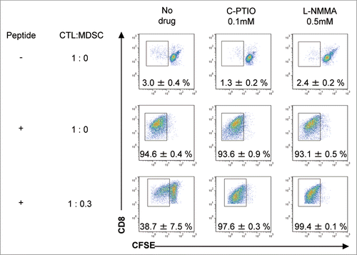 Figure 3. MDSCs inhibit the proliferation of antigen-specific CTLs via NO production. C57BL/6 mice were treated as described in Fig. 1. Tumor-infiltrating cells were prepared from pooled B16 tumors (n = 12) 3 d after CTL transfer and CD11b+Gr1+ cells were positively selected using anti-CD11b magnetic beads. CFSE-labeled pmel-1 CTL were stimulated with hgp100 peptide in the presence or absence of CD11b+Gr1+ cells at the indicated ratio. The proliferation of pmel-1 cells was evaluated by flow cytometry. This was studied in the presence of carboxy-PTIO or L-NMMA. Numbers on the images show the percentage of gated cells (mean ±SD). All experiments shown were performed independently at least three times with similar results.