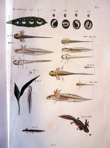 Illustration 5. M. Rusconi: Salamandre aquatiques, Pl. III. (1821), in: M. Rusconi: Amours des salamandres aquatiques et development du tetard de ces salamandres depuis l’oeuf jusqu’a l’animal parfait. Milan: Giusti, 1821. © University Library Tübingen (Call number: Bh 257.4).