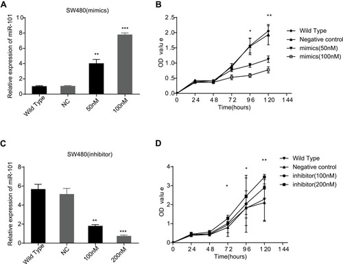Figure 2 MiR-101 could affect the viability of SW480 cells. (A) MiR-101 mimics could increase the expression of miR-101 in SW480 cells. (B) In CCK-8 assay, the SW480 cells viability is inhibited by miR-101 obviously. (C) MiR-101 inhibitor could decrease the expression miR-101 in SW480 cells. (D) By CCK-8 assay, the SW480 cells viability is enhanced by miR-101 down-regulation compared to control cells and WT cells. *P<0.05, **P<0.01, ***P<0.001.