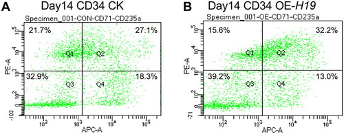 Figure 8. Flow cytometry analysis of CD71 and CD235a erythroid markers in CD34+ cells on day 21. The horizontal coordinate represents CD71 and the ordinate represents CD235a.