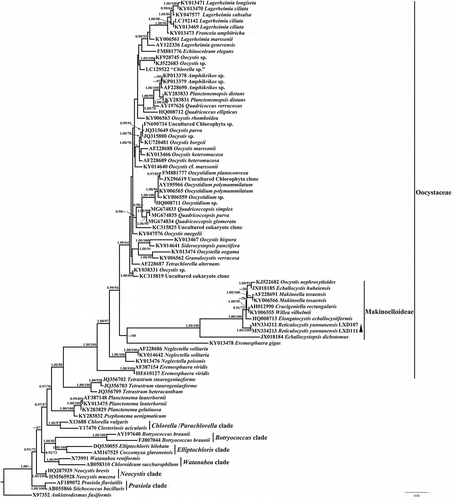 Fig. 19. Phylogenetic tree of 18S rDNA sequences of Trebouxiophyceae species. Posterior probability of BI and bootstrap of ML are presented on the nodes in order. Values above 0.5 for BI and 50 for ML are shown