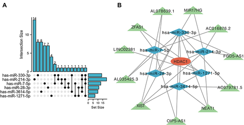 Figure 11 The HDAC1-related ceRNA network. (A) Upset blot of interacted lncRNAs of six HDAC1-targeted miRNAs. (B) The ceRNA network of lncRNA-miRNA-HDAC1 constructed by Cytoscape software. Red ellipses represent hub genes, and blue diamonds represent target miRNAs, and green triangles represent target lncRNAs.