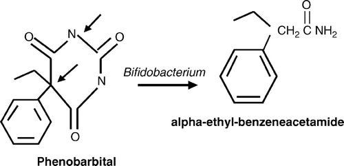 Figure 3.  Proposed metabolic pathway of the degradation of phenobarbital to benzeneacetamide by Bifidobacterium. Arrows indicate possible cleavage sites.