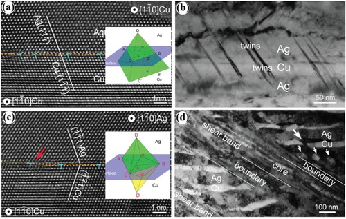 Figure 9. (a) High-resolution transmission electron microscope (HRTEM) image of a typical cube-on-cube Cu–Ag interface and (b) fine twin bands in the cube-on-cube Cu–Ag composite. (c) HRTEM image of a typical hetero-twin Cu–Ag interface and (d) a shear band in the hetero-twin Cu–Ag composite. Three paired slip systems form the threefold crystallographic symmetry of slip systems about the normal of the interface [Citation65].